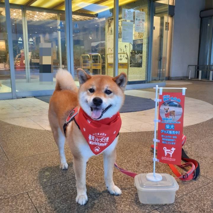 ❤️さくら様3点⭐柴犬柄⭐3段ラック・コロコロ❤️--179・180・182 錦帯橋DINING 桜 SAKURA（キンタイキョウダイニング サクラ）｜岩国市